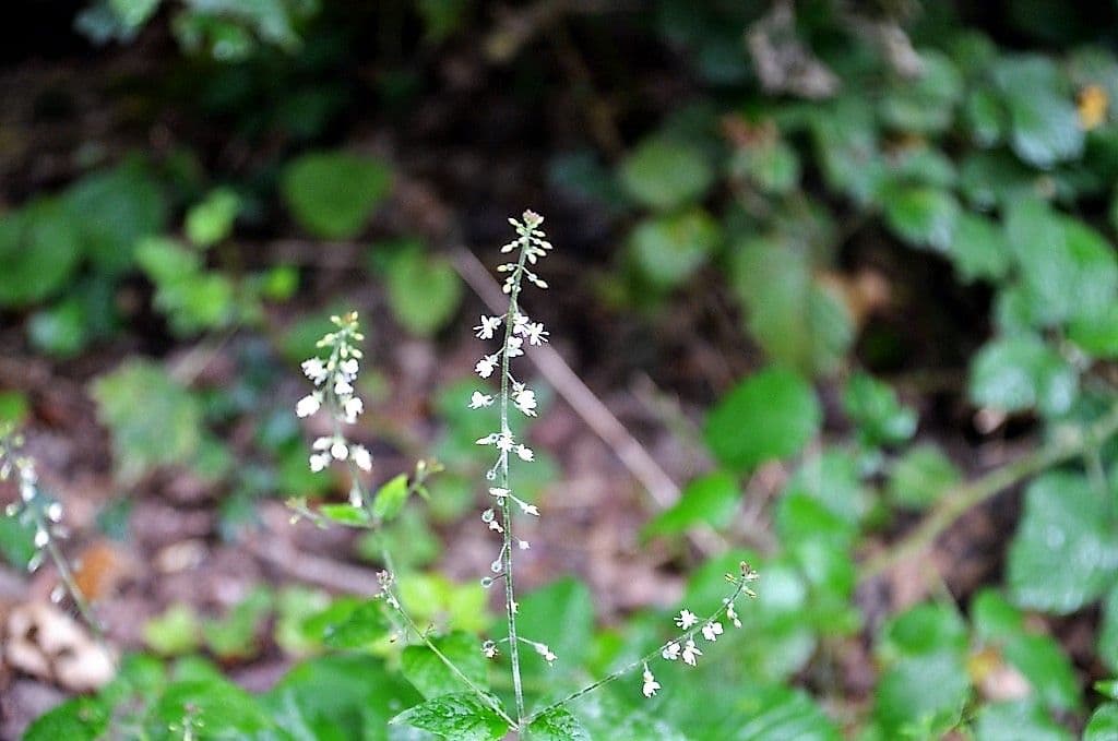Hexenkraut - 5