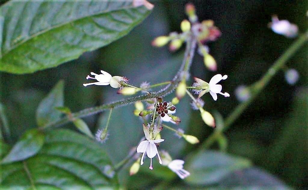 Hexenkraut - 6
