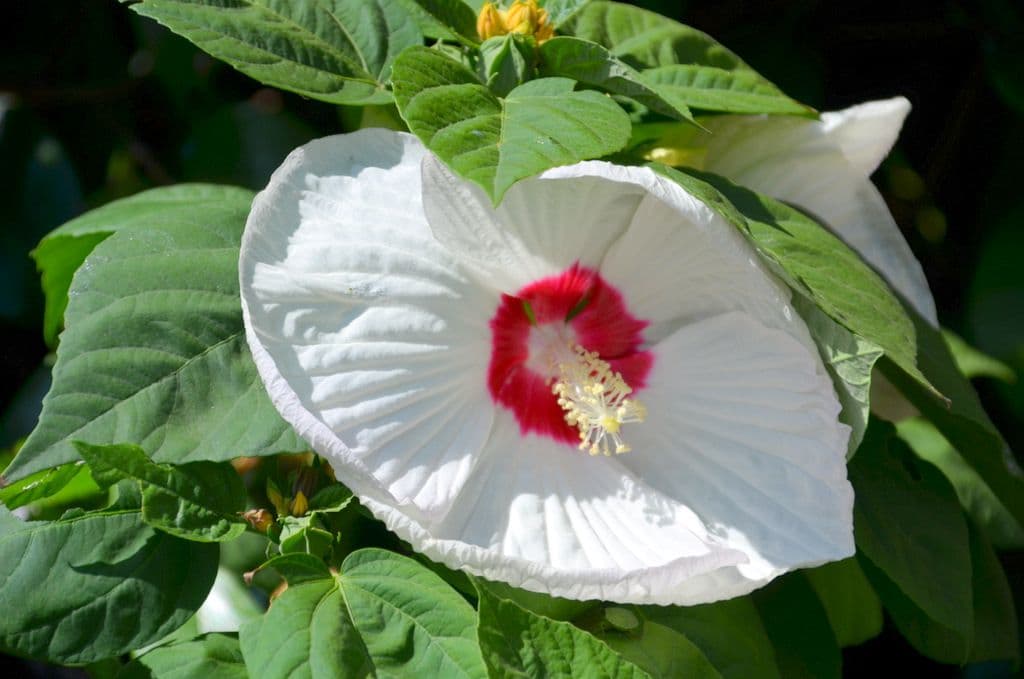 Hibiskus - 11
