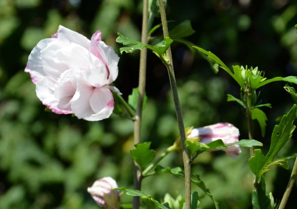 Hibiskus - 4
