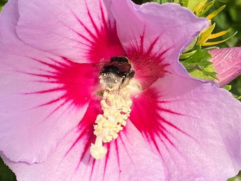 Hibiskus - 6