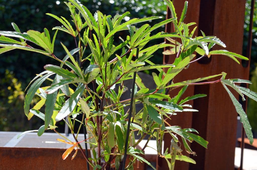Hibiskus - 7