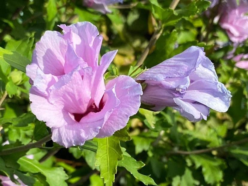Hibiskus - 8