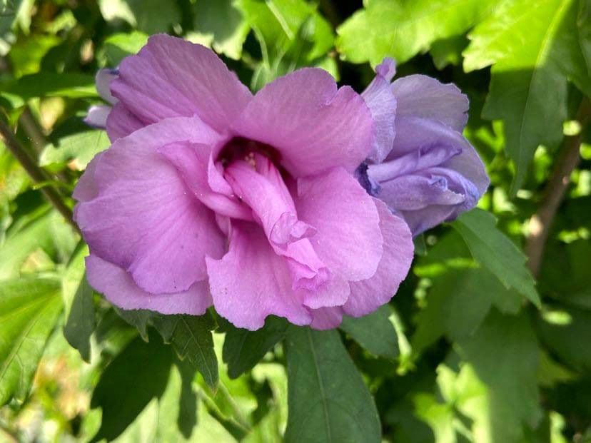 Hibiskus - 9