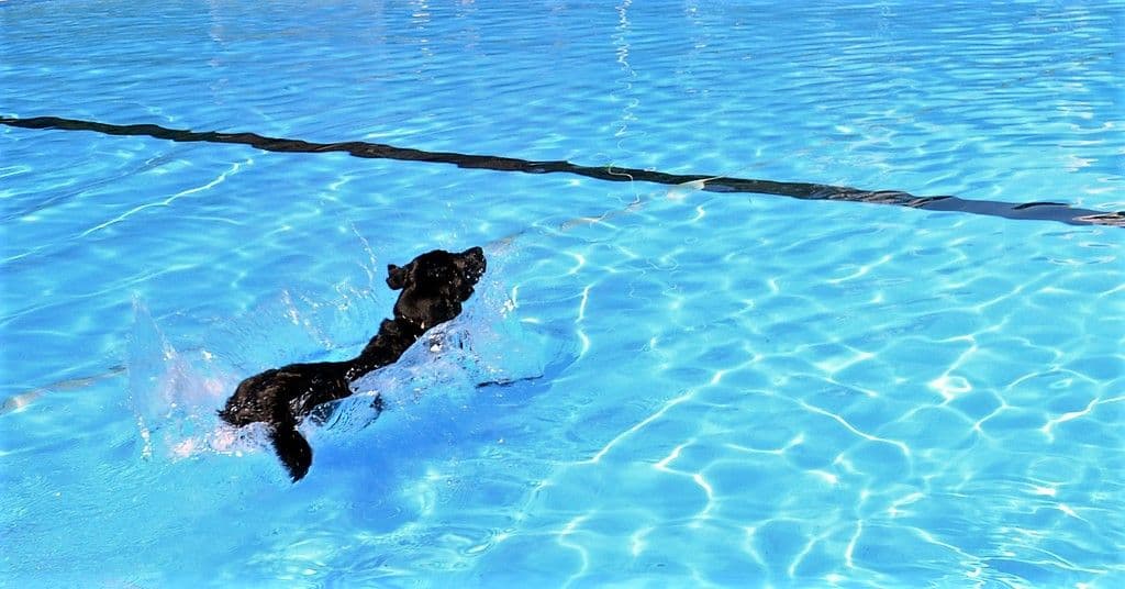 Hundeschwimmen im Heidebad - 20