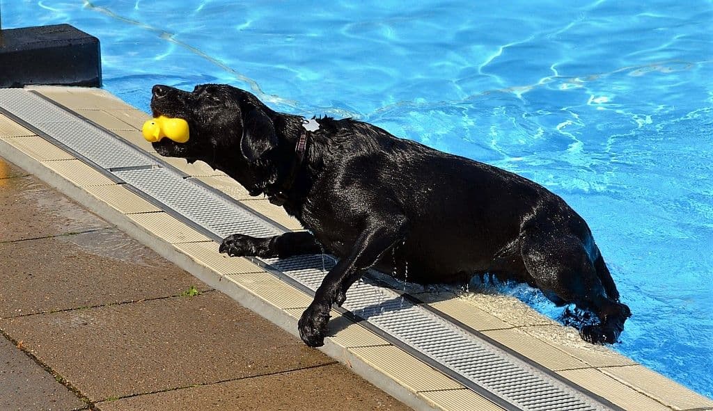 Hundeschwimmen im Heidebad - 22
