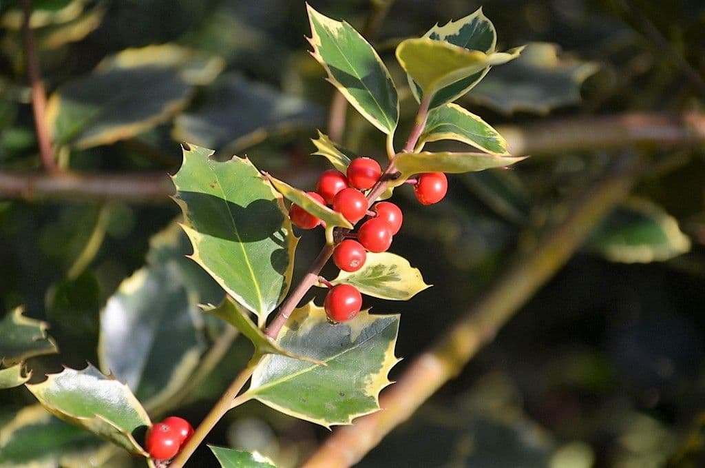 Ilex - 10