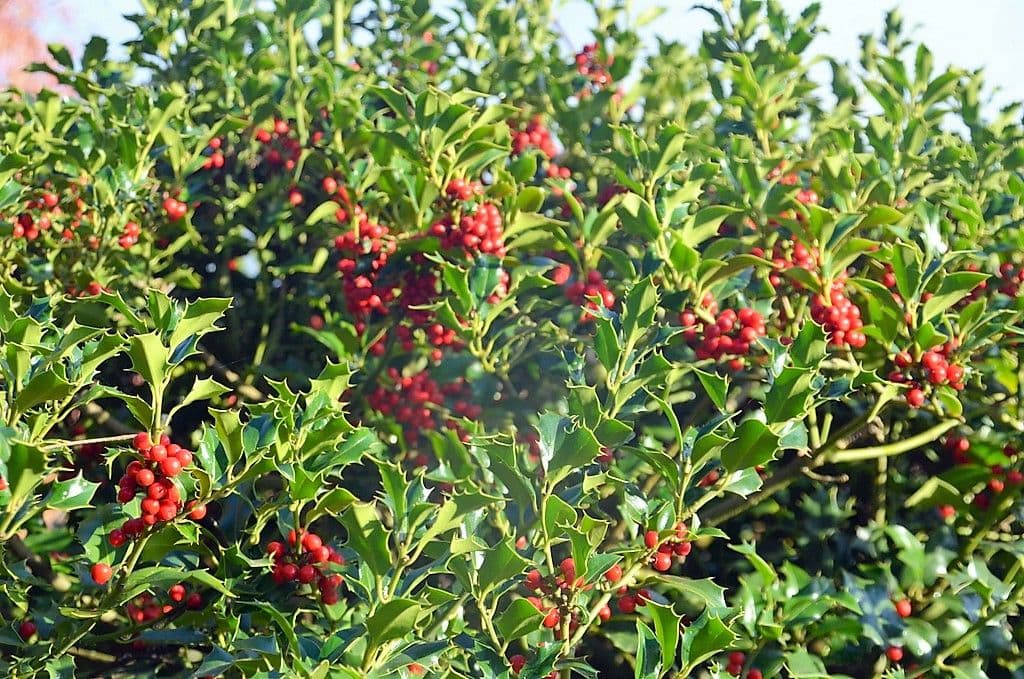 Ilex - 6