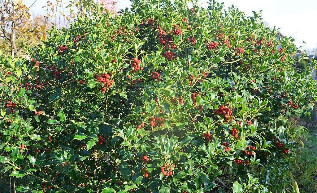 Ilex - 7