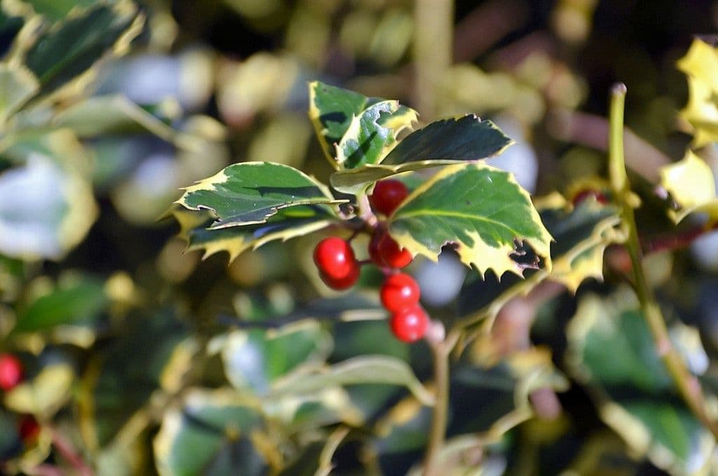 Ilex - 8