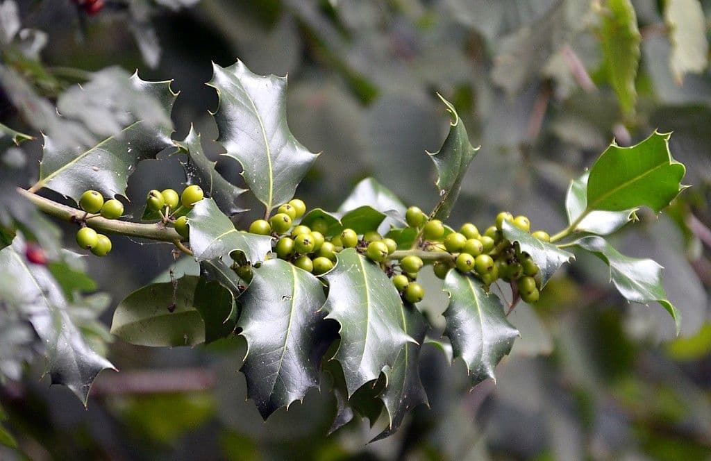 Ilex - 9