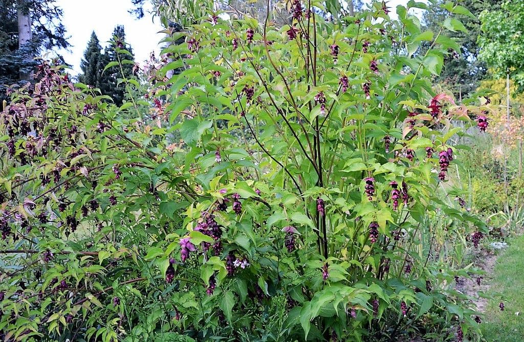 Karamellbeere - 11