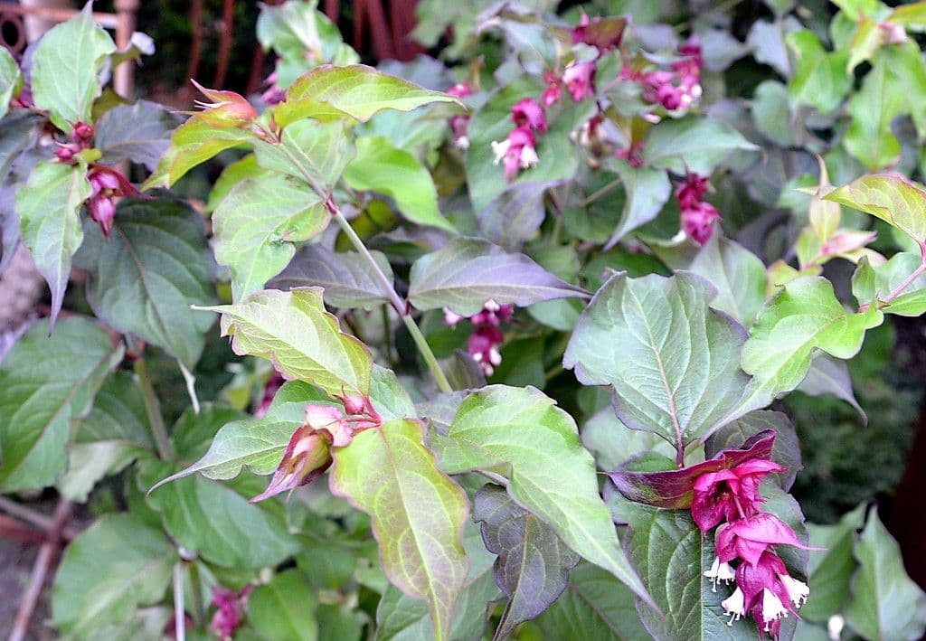 Karamellbeere - 8