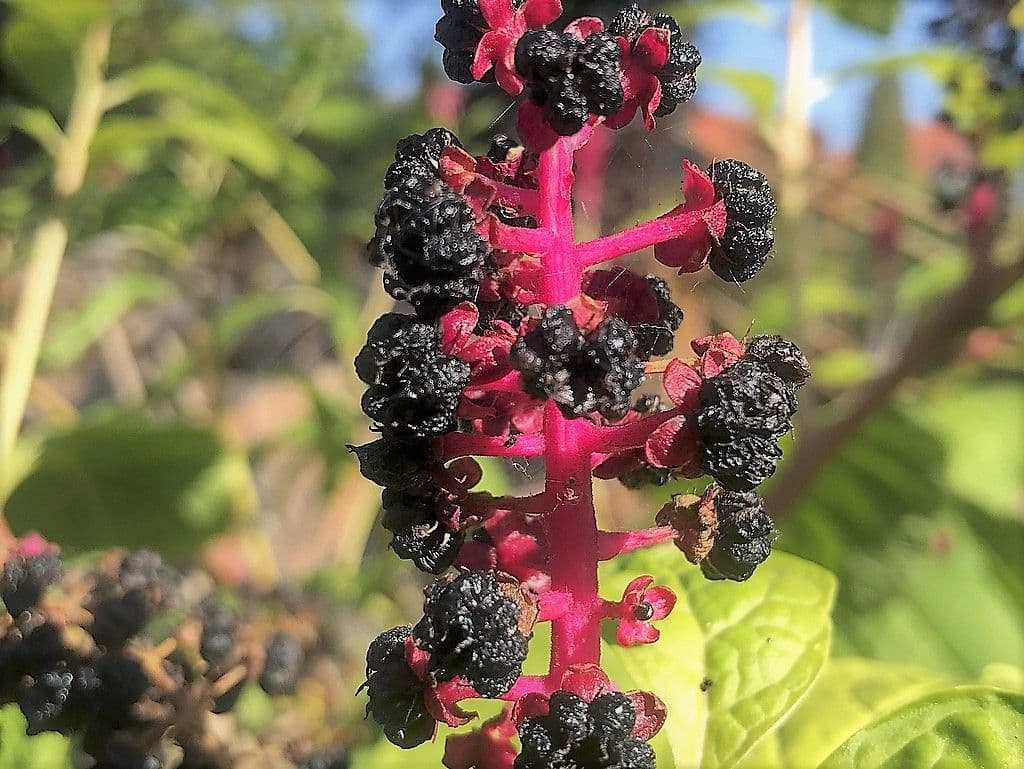 Kermesbeere - 4