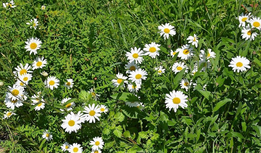 Margeriten - 4