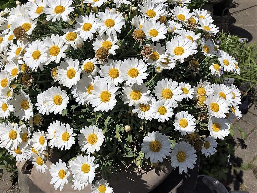 Margeriten - 5