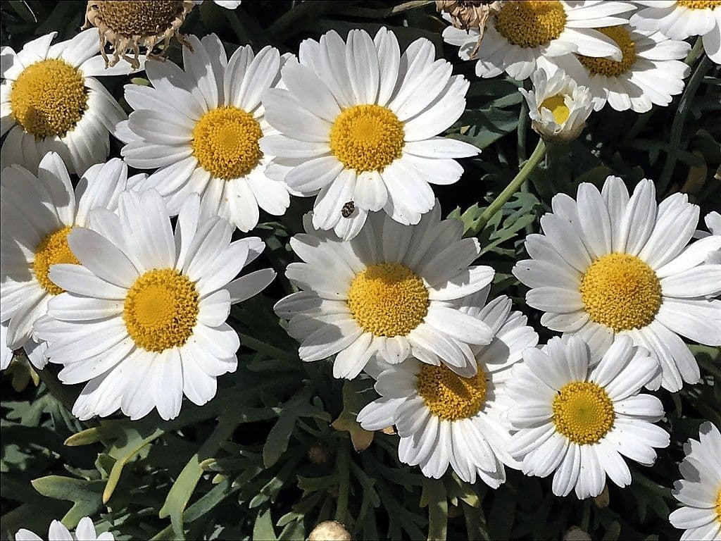 Margeriten - 6