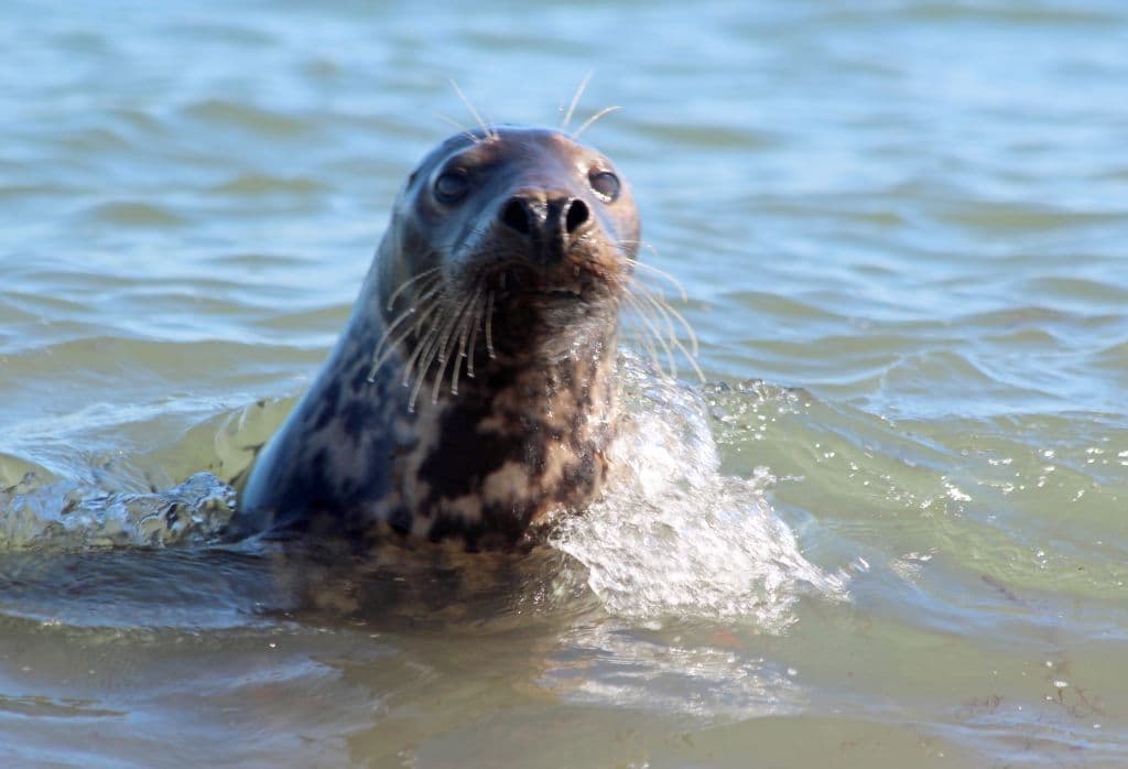 Die Seehunde treiben ihre Späße. (Foto © S. Grünwald)
