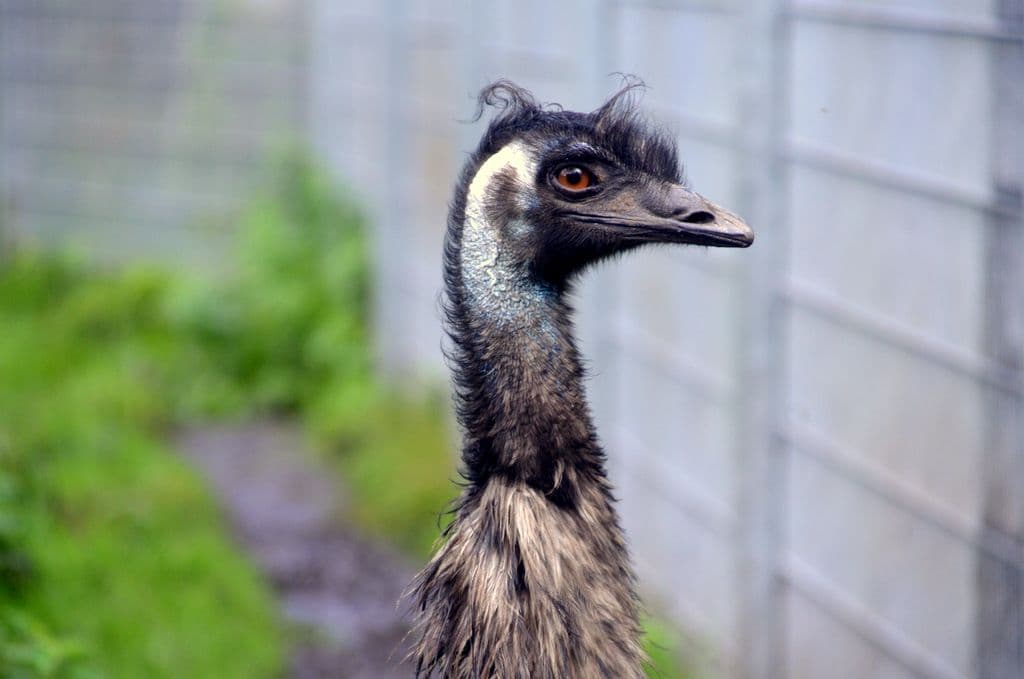 Oskar-Hermine-Emu-Vogelpark - 5