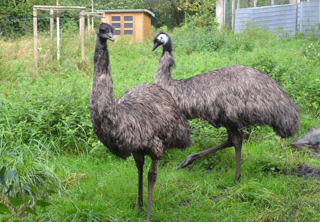 Oskar-Hermine-Emu-Vogelpark - 7