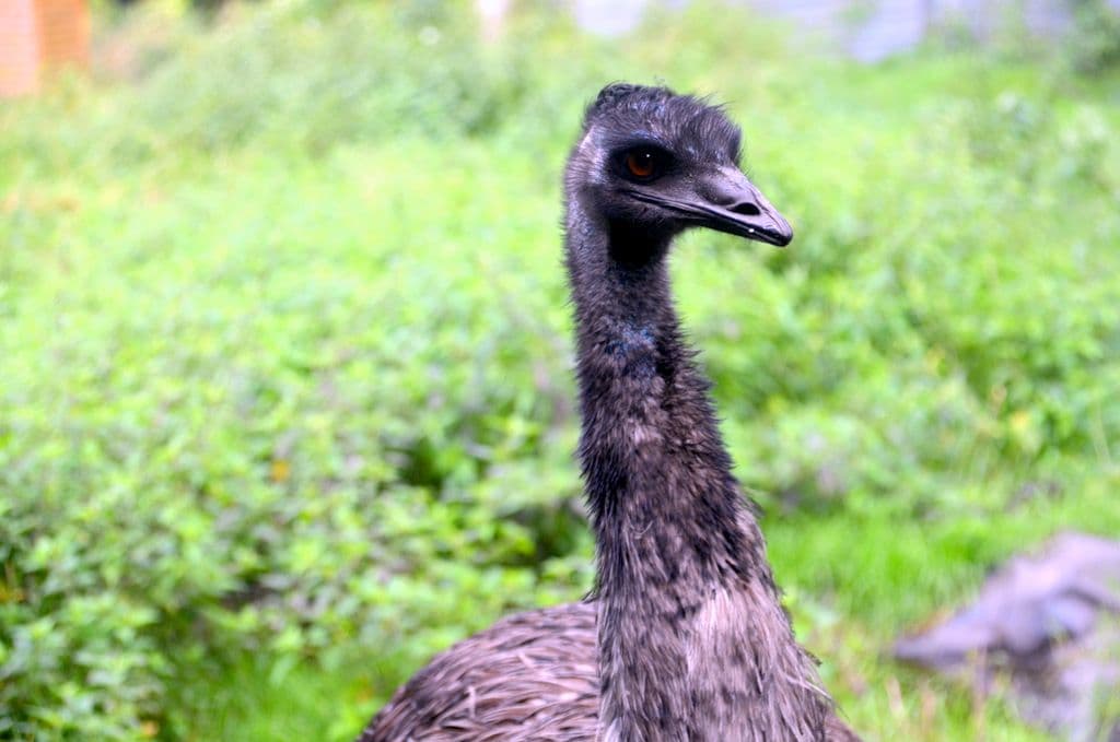 Oskar-Hermine-Emu-Vogelpark - 8