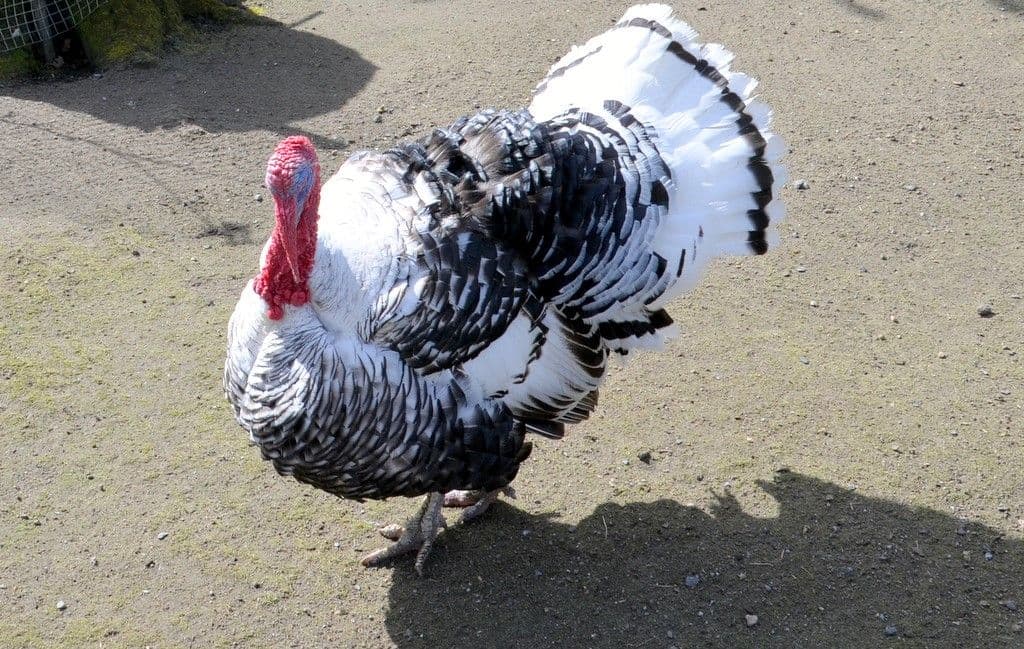 Osterfest-Vogelpark - 10