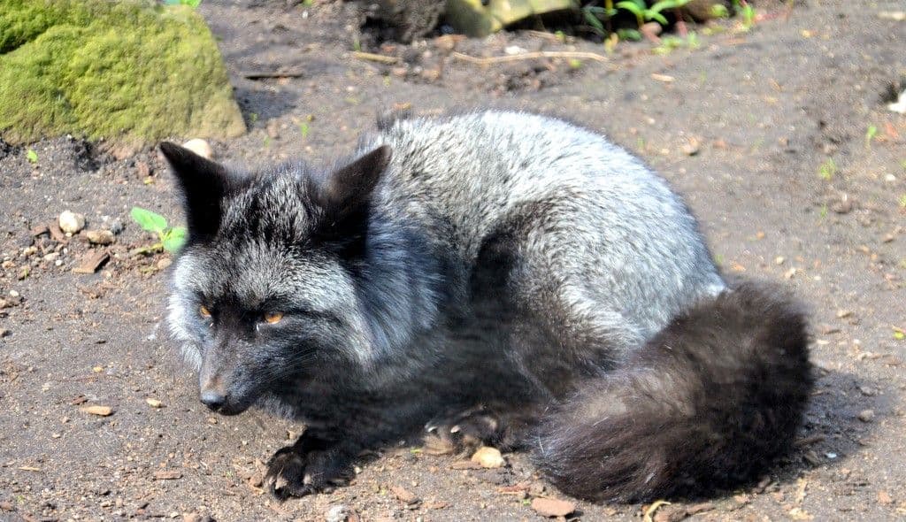 Osterfest-Vogelpark - 12