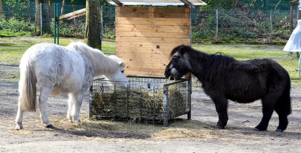 Osterfest-Vogelpark - 5