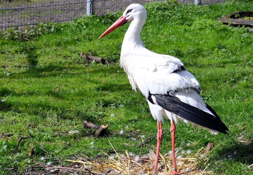 Osterfest-Vogelpark - 7