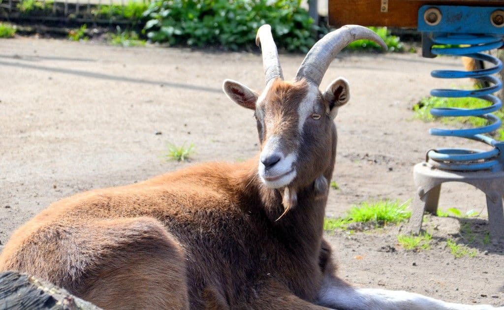 Osterfest-Vogelpark - 8
