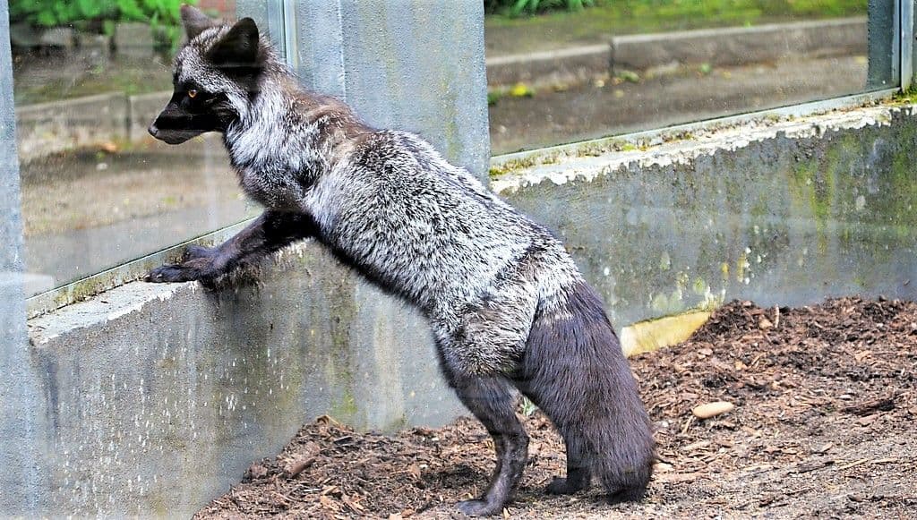 Pfingstfest im Vogelpark 2022 - 7