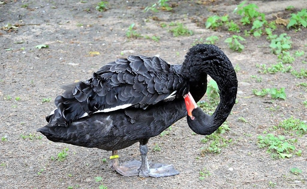 Pfingstfest im Vogelpark 2022 - 8