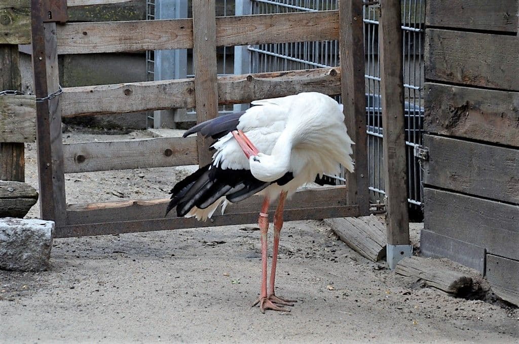 Pfingstfest im Vogelpark 2022 - 9
