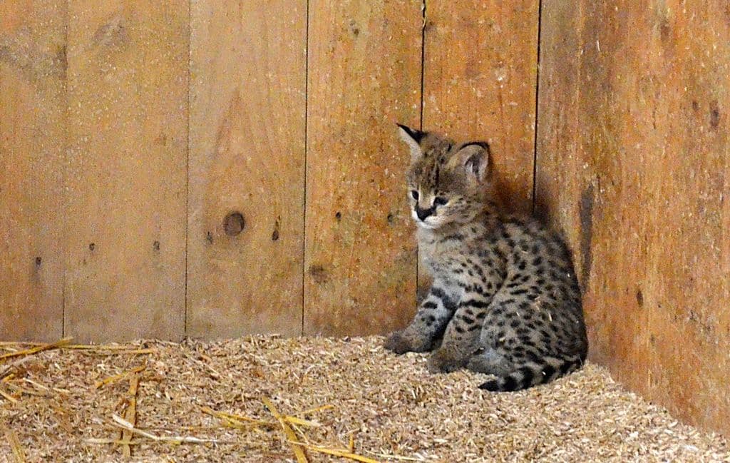 Serval-Nachwuchs-Vogelpark - 4