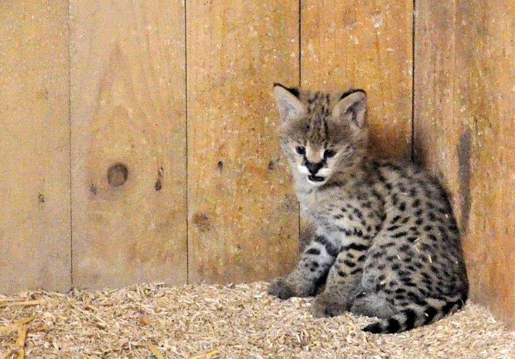 Serval-Nachwuchs-Vogelpark - 5