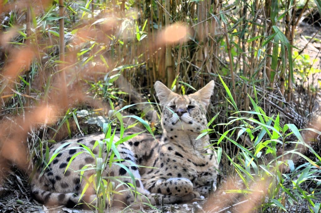Serval-Nachwuchs-Vogelpark - 6