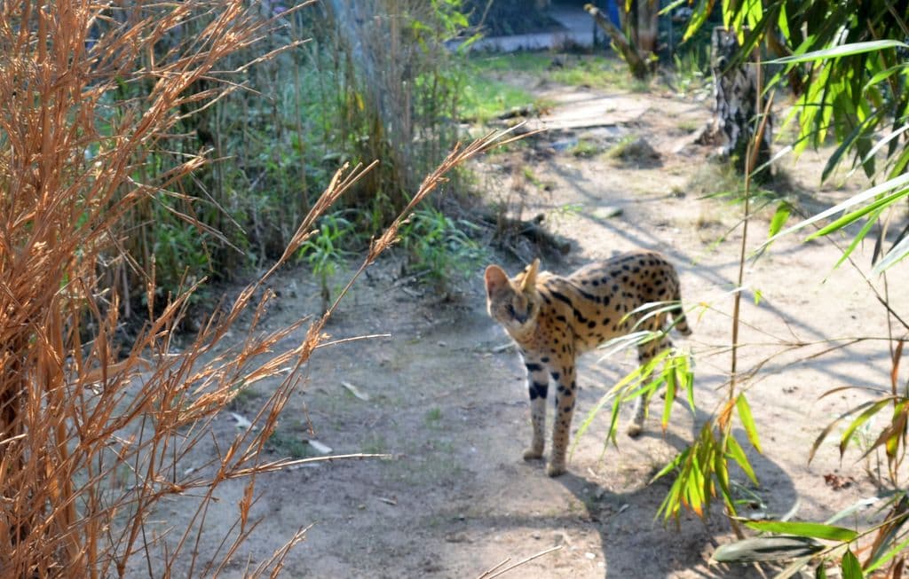 Serval-Nachwuchs-Vogelpark - 7