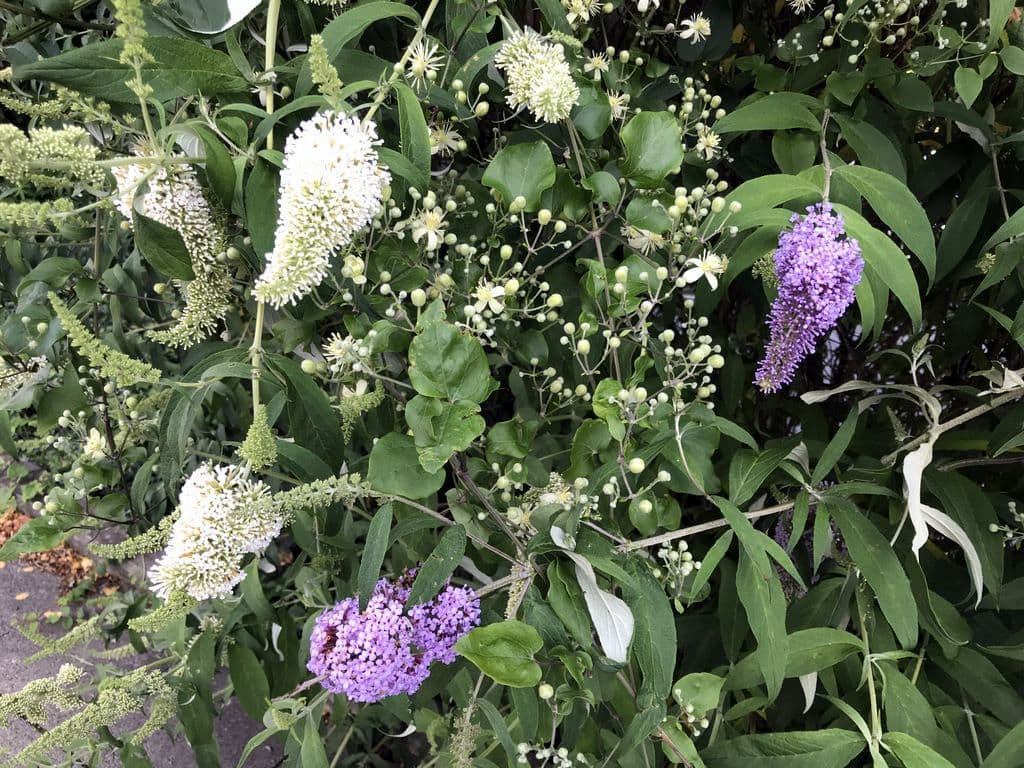 Sommerflieder - 4