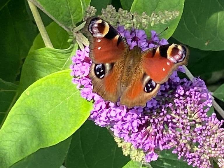 Sommerflieder - 5