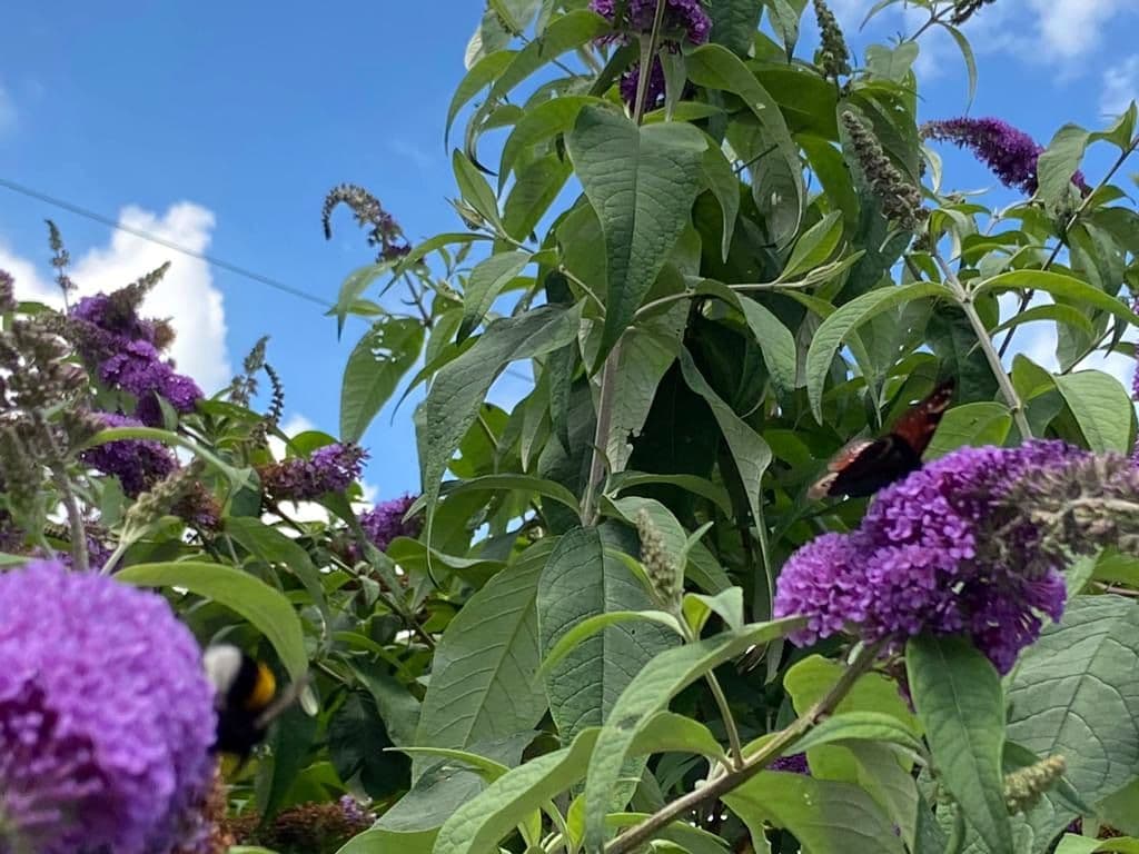 Sommerflieder - 6