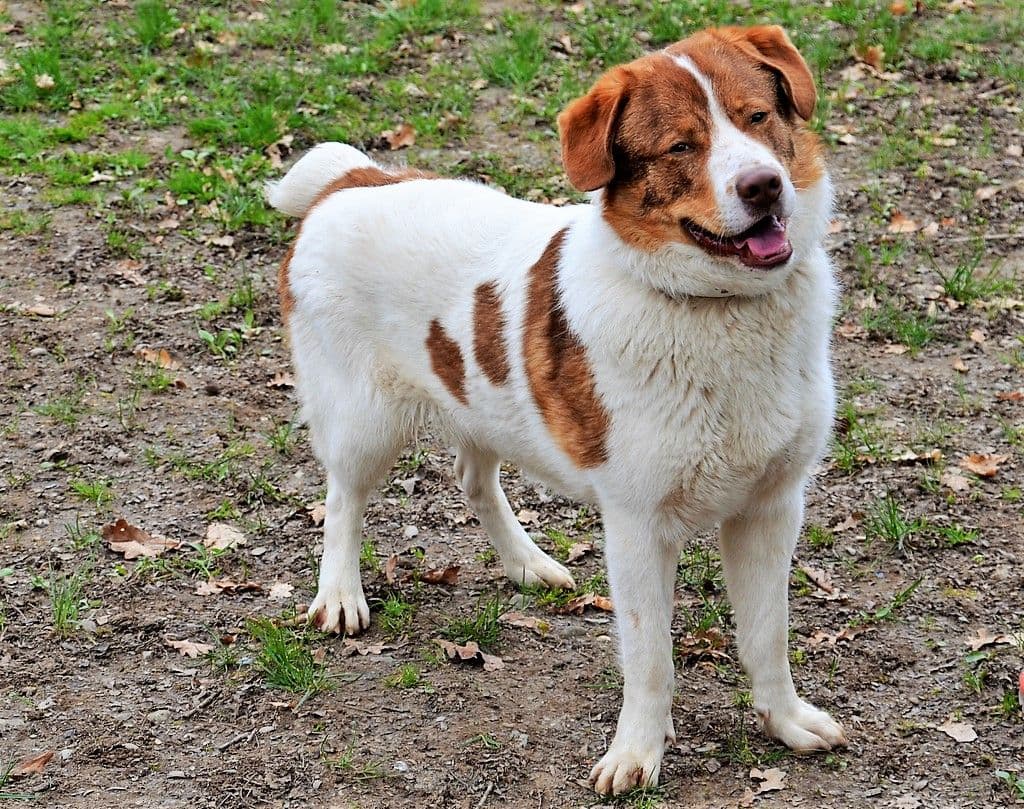 thibaut-vierbeiner-april-tierheim-herdenschutzhund - 4