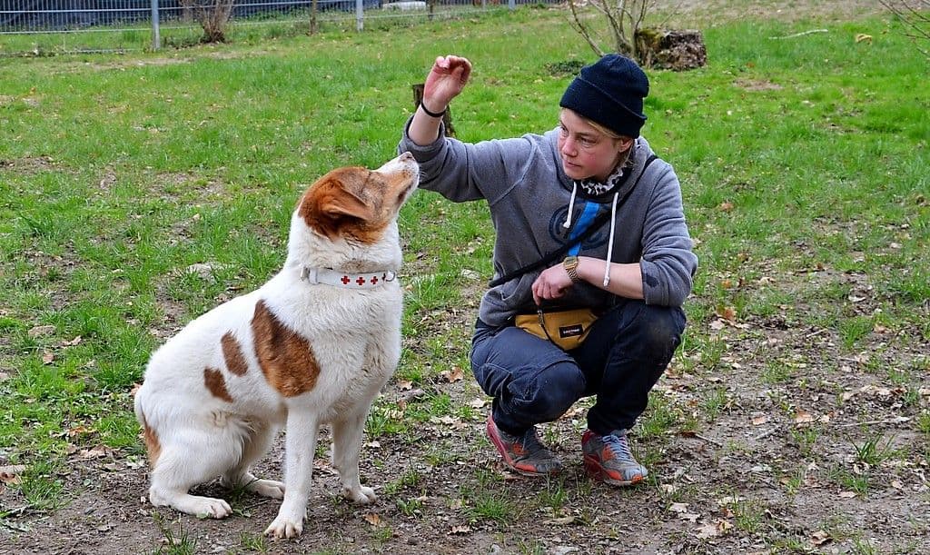 thibaut-vierbeiner-april-tierheim-herdenschutzhund - 5