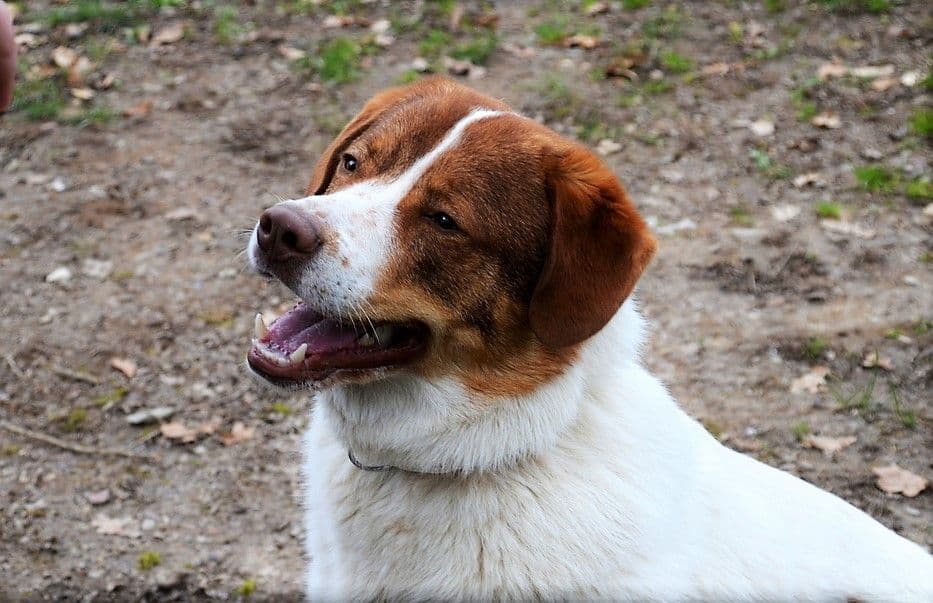 thibaut-vierbeiner-april-tierheim-herdenschutzhund - 7
