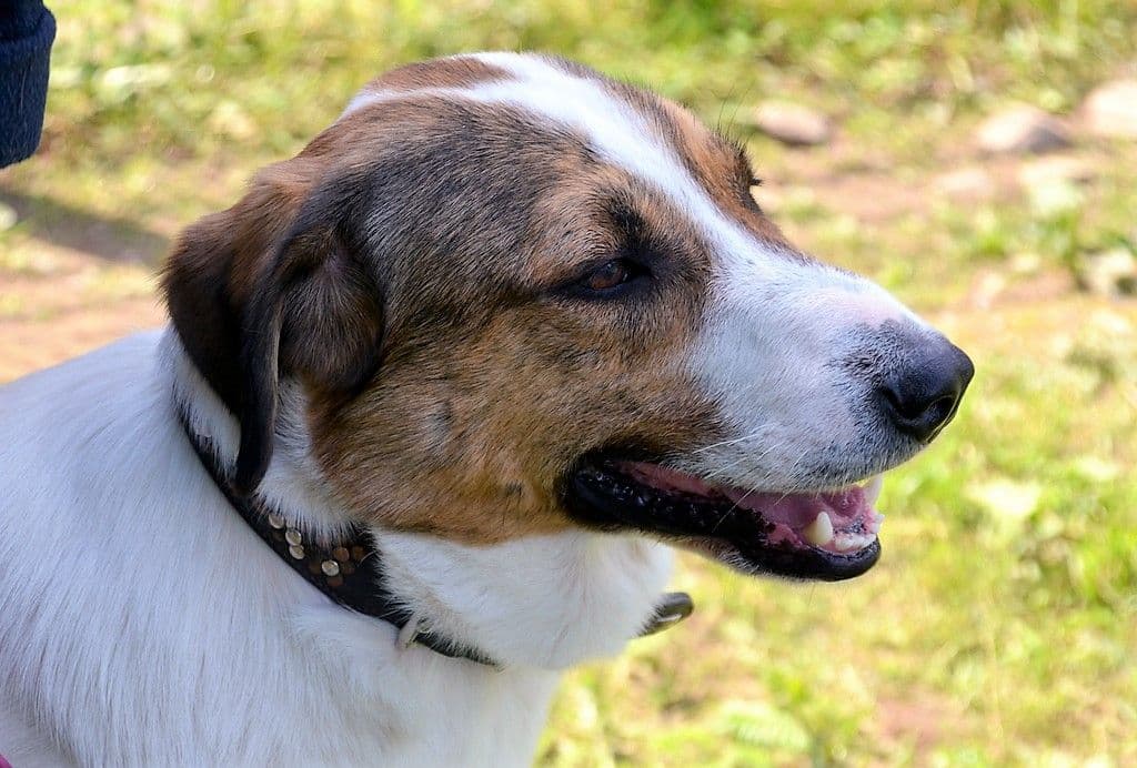 Vierbeiner Jack - 6