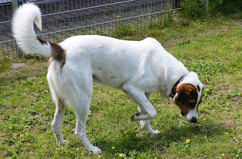 Vierbeiner Jack - 8