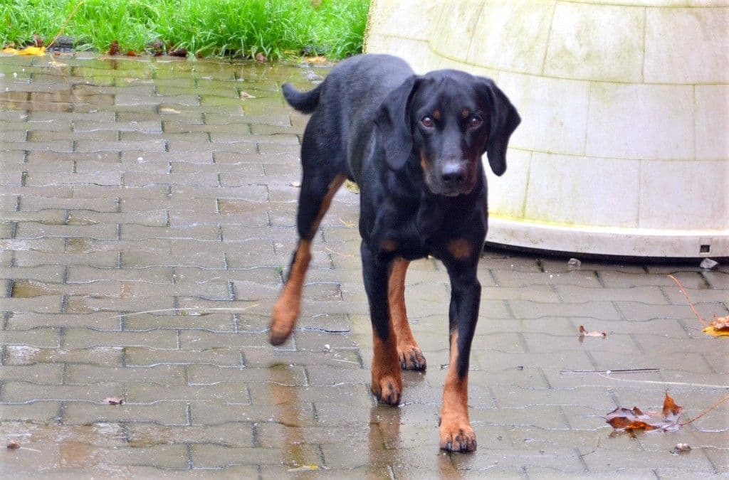 Vierbeiner Luca - 4