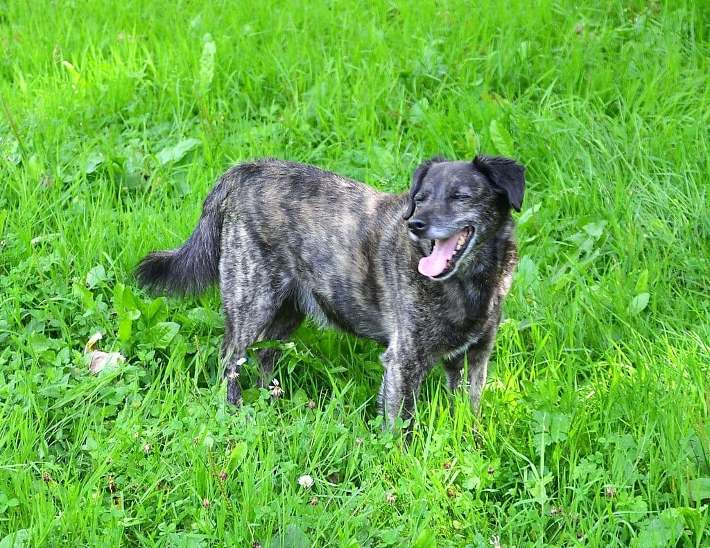 Vierbeiner Mina und Balou - 6