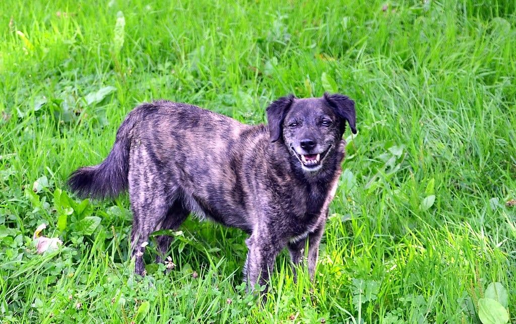 Vierbeiner Mina und Balou - 7