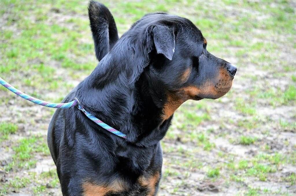 Vierbeiner Spotti - 3
