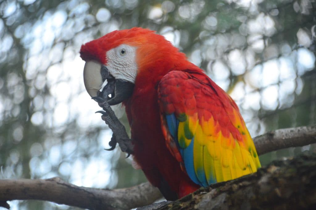 Vogelpark-Aras - 5